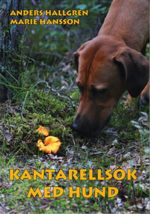 Kantarellsök med hund - Anders Hallgren