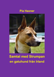 Samtal med Strumpan : en gatuhund från Irland