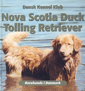 Nova Scotia duck tolling retriever