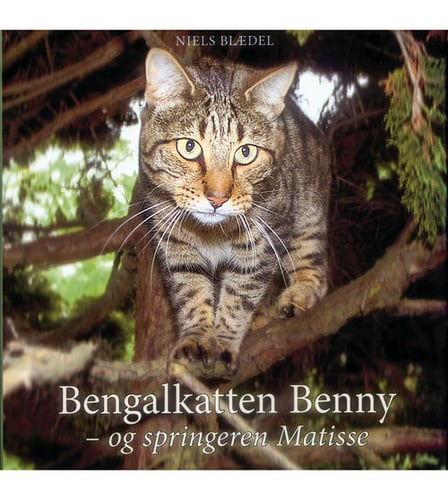 Bengalkatten Benny - og springeren Matisse