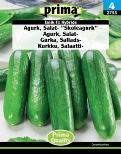 Agurk, Salat- "Skoleagurk" Iznik F1 Hybride frø