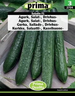Agurk, Salat-, Drivhus- Saladin F1 frø