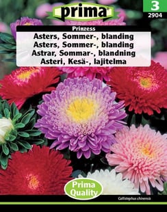 Asters, Sommer-, blanding Prinzess frø